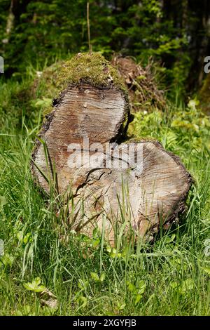 Abgesägte Baumstämme liegen auf einer Wiese im Wald, Deutschland Stockfoto