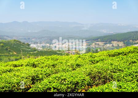 Nahaufnahme der schönen jungen oberen frischen, hellgrünen Teeblätter auf der Teeplantage an sonnigem Tag. Stockfoto
