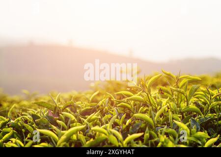 Erstaunliche junge, frische, hellgrüne Teeblätter auf der Teeplantage am Abend. Wunderschöne Reihen von Teebüschen sind im Hintergrund sichtbar. Stockfoto