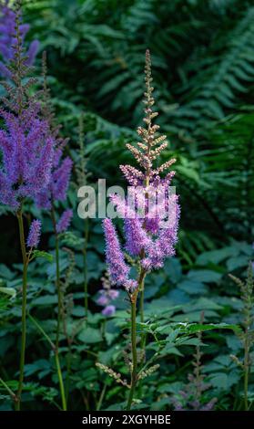 Astilbe (Astilbe rubra) - eine kompakte Staude mit dicken Pyramidenblüten. Stockfoto