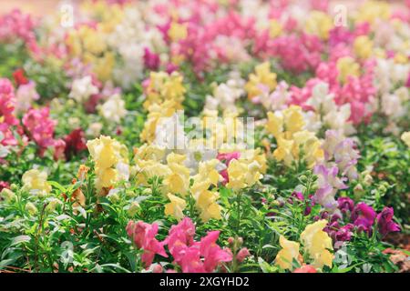 Wunderschöne bunte snapdragon Blumen (antirrhinum) im Garten. Erstaunliche Blumenwiese im Frühling und Sommer. Stockfoto