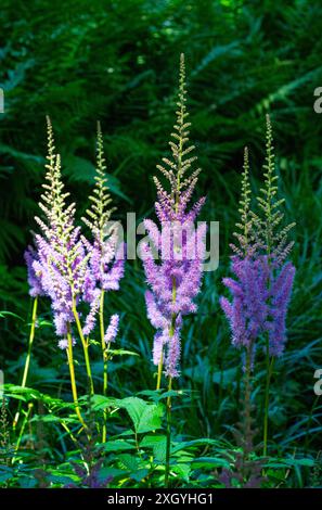 Astilbe (Astilbe rubra) - eine kompakte Staude mit dicken Pyramidenblüten. Stockfoto