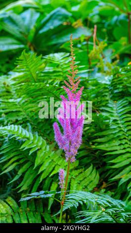 Astilbe (Astilbe rubra) - eine kompakte Staude mit dicken Pyramidenblüten. Stockfoto