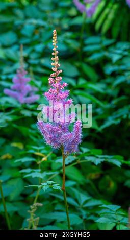 Astilbe (Astilbe rubra) - eine kompakte Staude mit dicken Pyramidenblüten. Stockfoto