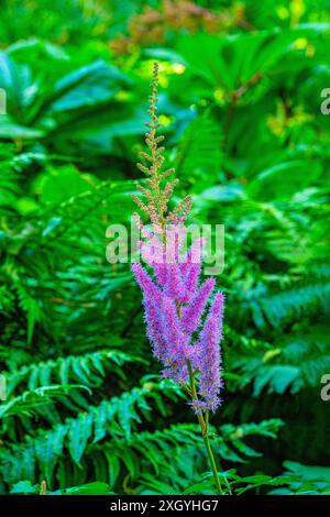 Astilbe (Astilbe rubra) - eine kompakte Staude mit dicken Pyramidenblüten. Stockfoto
