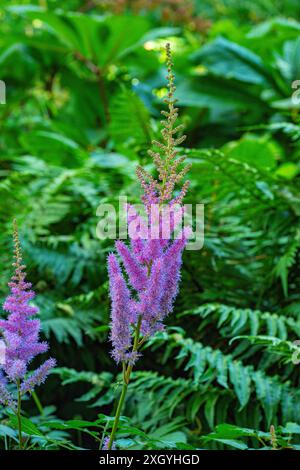 Astilbe (Astilbe rubra) - eine kompakte Staude mit dicken Pyramidenblüten. Stockfoto