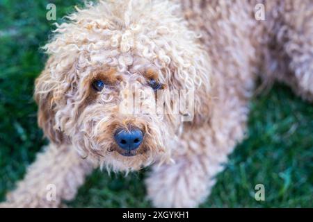 Blick von oben auf einen kleinen braunen Pudelhund mit Blick auf die Kamera, der auf dem frischen Gras im Garten liegt Stockfoto