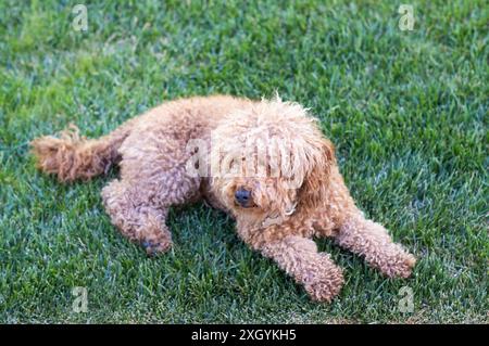 Ein kleiner brauner Pudelhund ruht auf dem frischen grünen Gras im Park Stockfoto