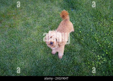 Ein junger brauner Pudelhund sieht auf einen Befehl seines Besitzers Stockfoto