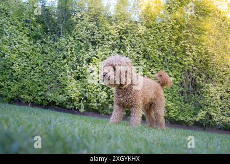 Porträt eines kleinen braunen Spielzeugpudelrassen-Hundes in einem Garten mit antiparasitischem Kragen Stockfoto