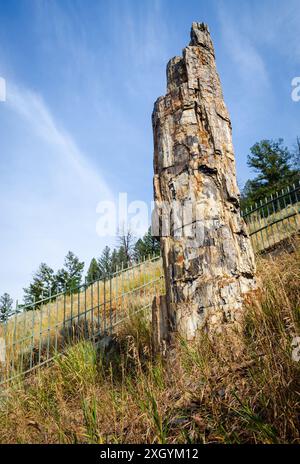 Ein aufrechter versteinerteter Baumstumpf steht hinter einem Schutzzaun vor einem grasbewachsenen Hang am Versteinerten Baum, Yellowstone-Nationalpark, Wyoming. Stockfoto