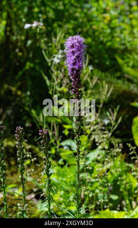 Liatris (bekannt als Gayfeather und strahlender Stern) violette Blumen Stockfoto