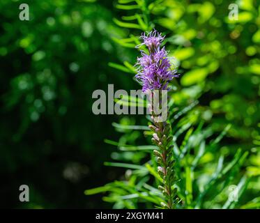 Liatris (bekannt als Gayfeather und strahlender Stern) violette Blumen Stockfoto