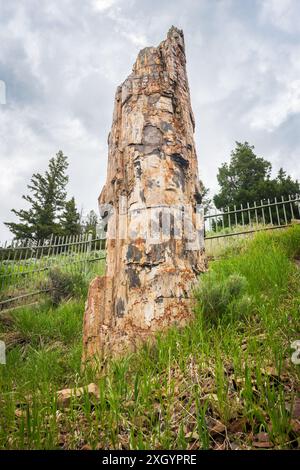 Ein hoher versteinerteter Baumstumpf steht in grünem Gras hinter einem Metallschutzzaun am Versteinerten Baum, Yellowstone-Nationalpark, Wyoming. Stockfoto