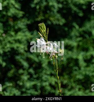 Lindheimers Bienenblüte oder Weißgaura (Oenothera lindheimeri, Syn. Gaura lindheimeri) Stockfoto