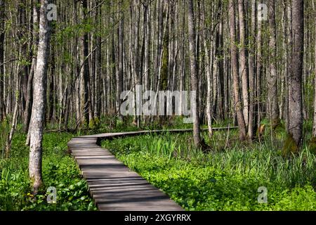 Eine hölzerne Fußgängerbrücke, die sich durch sumpfige, nasse grüne Wälder schlängelt und in die Bäume versinkt Stockfoto