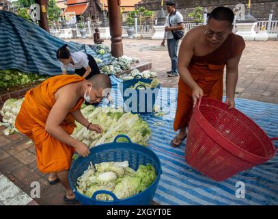 Chiang Mai, Thailand. Juli 2024. Mönche bereiten sich darauf vor, Chinakohl an die Dorfbewohner im Tempel Wat Chedi Luang Worawihan in Chiang Mai zu verteilen. Quelle: SOPA Images Limited/Alamy Live News Stockfoto