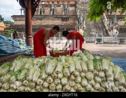 Chiang Mai, Thailand. Juli 2024. Mönche bereiten sich darauf vor, Chinakohl an die Dorfbewohner im Tempel Wat Chedi Luang Worawihan in Chiang Mai zu verteilen. Quelle: SOPA Images Limited/Alamy Live News Stockfoto