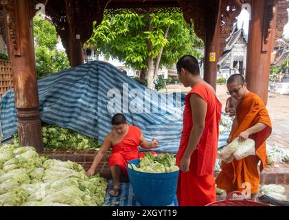 Chiang Mai, Thailand. Juli 2024. Mönche bereiten sich darauf vor, Chinakohl an die Dorfbewohner im Tempel Wat Chedi Luang Worawihan in Chiang Mai zu verteilen. Quelle: SOPA Images Limited/Alamy Live News Stockfoto