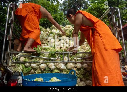 Chiang Mai, Thailand. Juli 2024. Mönche sahen, wie sie Chinakohl aus einem Pickup-Truck entluden, den sie von Bauern kauften, nachdem die Preise gefallen waren, um sie an die Dorfbewohner im Tempel Wat Chedi Luang Worawihan in Chiang Mai zu verteilen. Quelle: SOPA Images Limited/Alamy Live News Stockfoto