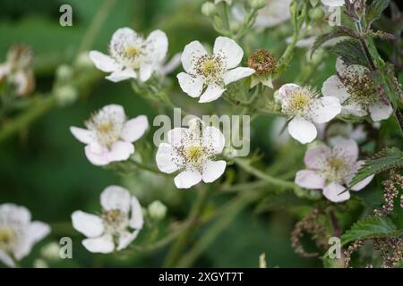 Blumen von Blackberry oder Brombeere, Rubus fruticosus Stockfoto