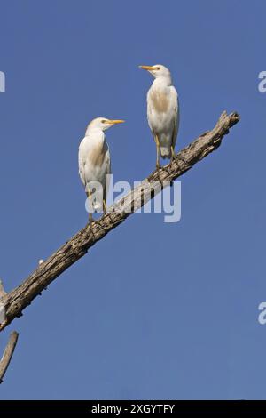 Exemplare von westlichen Rinderreiher verwenden einen alten Ast als Barsch, Bubulcus ibis, Ardeidae Stockfoto