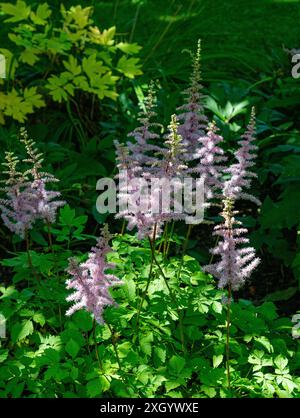 Astilbe (Astilbe rubra) - eine kompakte Staude mit dicken Pyramidenblüten. Stockfoto
