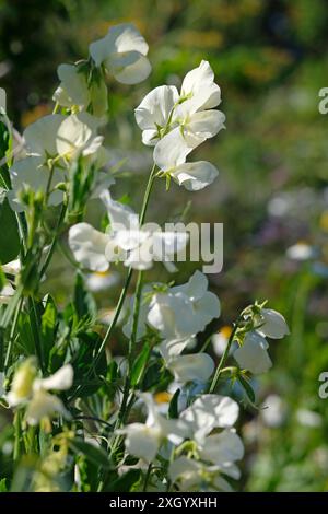 Weiße Erbsenblüten in einem englischen Garten, norfolk, england Stockfoto