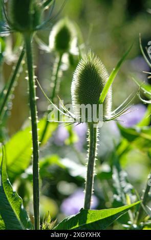 Teaselpflanze, dipsacus fullonum, hintergrundbeleuchtet im englischen Garten, norfolk, england Stockfoto