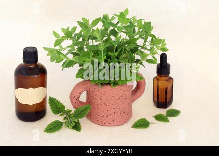 Zitronenmelisse Kräutermedizin mit ätherischen Ölflaschen. Wird in der Aromatherapie und alternativen medizinischen Heilmitteln verwendet, um Stress, Angst und Imp zu lindern Stockfoto