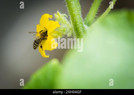 Biene bestäubt eine Gurke Blume Stockfoto