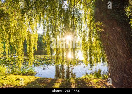 juessee, Teich, Salix babylonica Babylon Weide oder Trauerweide, Sonnenaufgang, Sonne Herzberg am Harz Niedersachsen, Niedersachsen Deutschland Stockfoto