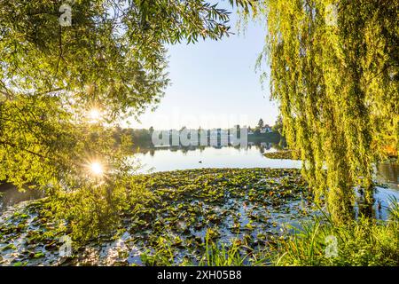 juessee, Teich, Salix babylonica Babylon Weide oder Trauerweide, Sonnenaufgang, Sonne Herzberg am Harz Niedersachsen, Niedersachsen Deutschland Stockfoto