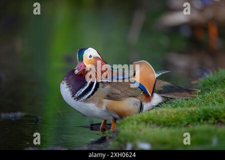 Nahaufnahme eines wunderschönen, wilden Mandarin drake (Aix galericulata) isoliert in natürlicher Umgebung, stehend im Wasser am Rand eines Pools/Sees. Stockfoto
