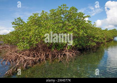 Panama, Archipielago de Bocas del Toro, die meisten Inseln des Archipels sind von Mangrovensträuchern umgeben. Stockfoto