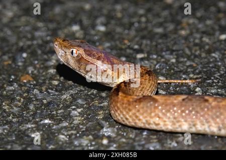 Malayische Grubenviper (Calloselasma rhodostoma) Stockfoto