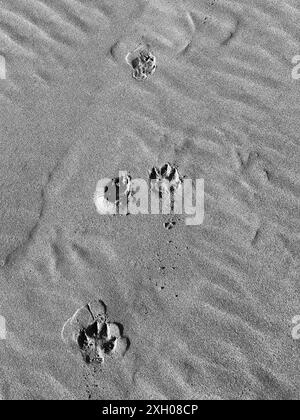 Hundepfote Druckt Sand Stockfoto