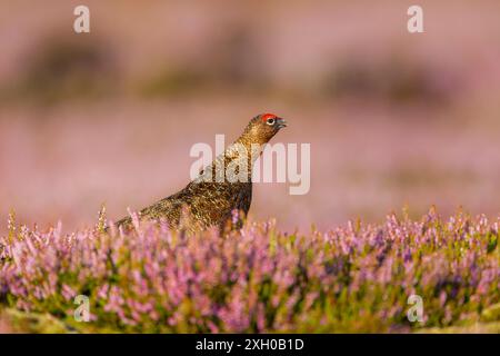 Der Hahn (Lagopus lagopus scotica) ruft im warmen Morgenlicht im North York Moors National Park zwischen blühender Heidekraut Stockfoto