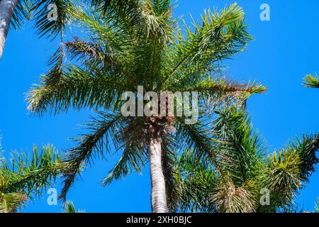 Eine einsame Palme steht hoch vor dem leuchtend blauen Himmel. Stockfoto