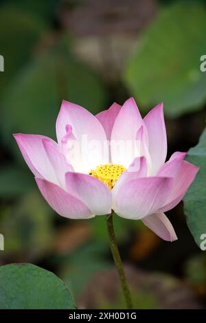 Lotus (Nelumbo nucifera) Blüte, Kambodscha Stockfoto