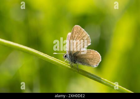 Kleiner blauer Schmetterling, Cupido minimus, hoch auf einem Grasstängel, Noar Hill, Selborne, Hants, UK, Juni Stockfoto