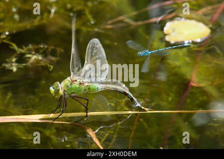 Emperor Libelle, Anax Imperator, weibliche Eiablage, beobachtet oder belästigt von einer Azure Damselfly, Coenagrion puella, Eierstockung, Juni, Großbritannien Stockfoto