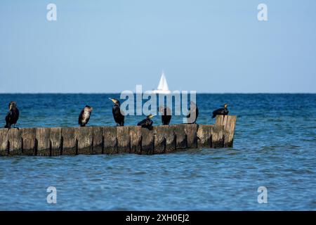 Kormorane (Phalacrocoracidae) sitzen auf hölzernen Groyne, im Hintergrund ein Segelschiff, an der Ostseeküste auf der Insel Poel bei Timmendo Stockfoto