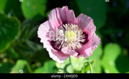 Papaver Orientale rosa Mohnblume Nahaufnahme in Blüte von oben in krautigen Rand Cottage Garten UK KATHY Stockfoto