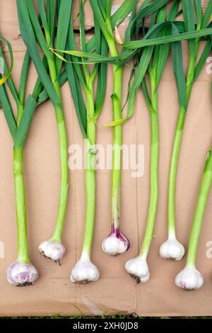 Knoblauchzwiebelpflanze Ernte legte Trocknung auf Karton Hintergrund im Garten im Juni Sommer Carmarthenshire Dyfed Wales UK KATHY DEWITT Stockfoto