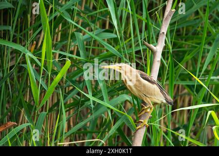 Kleiner Bittervogel, der auf einem Zweig sitzt, Sommertag Stockfoto