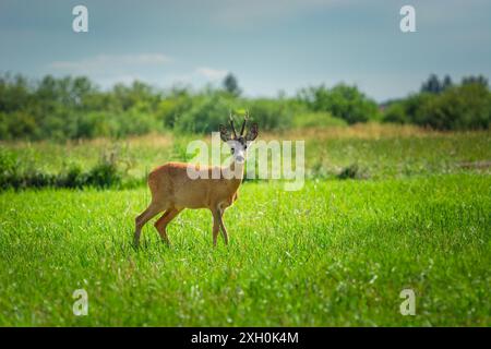 Rehbock steht auf der Wiese, Sommertag, Nowiny, Polen Stockfoto