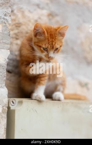 Ginger streunende Katze sitzt mit der Pfote hoch und leckt sich sauber Stockfoto