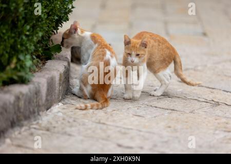 Zwei streunende Kätzchen auf einem Bürgersteig in der Altstadt von Kotor, Montenegro, Europa Stockfoto