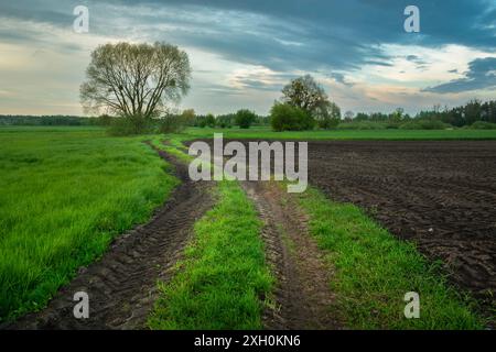 Feldweg neben einer grünen Wiese und einem gepflügten Feld mit schwarzem Boden, Abendblick in Ostpolen Stockfoto